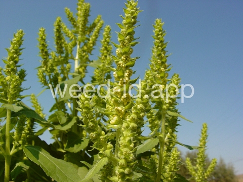 marshelder, annual